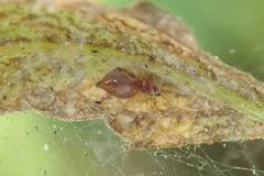 Coleosoma blandum