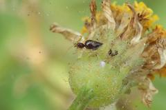 Coleosoma blandum