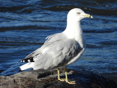 Larus delawarensis