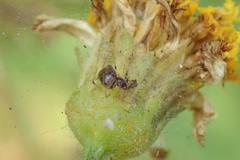 Coleosoma blandum