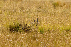 Eupodotis caerulescens