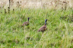 Eupodotis caerulescens