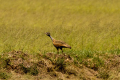 Eupodotis caerulescens