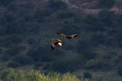 Eupodotis caerulescens