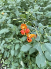 Impatiens capensis