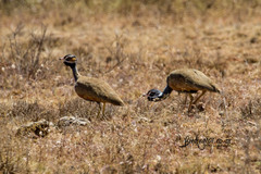 Eupodotis caerulescens