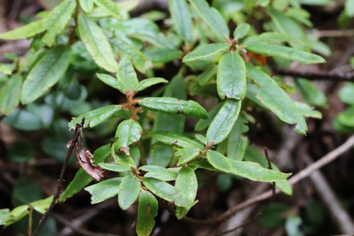 Rhododendron tolmachevii, photograph 2