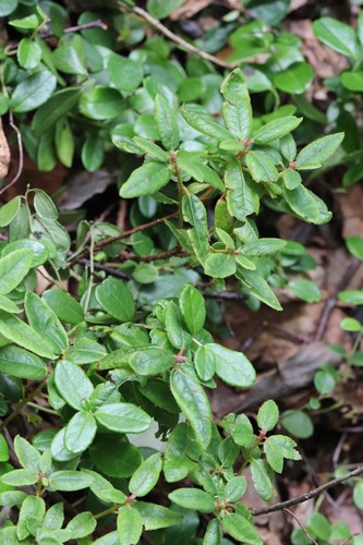 Rhododendron tolmachevii, photograph 3