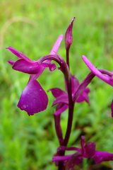Anacamptis laxiflora