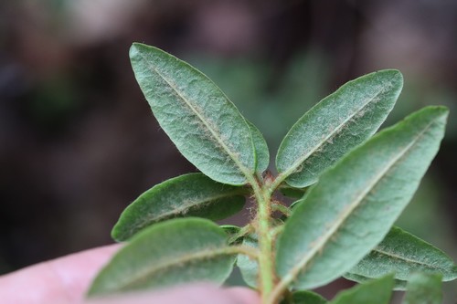 Rhododendron tolmachevii, photograph 4