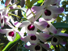 Dendrobium nobile