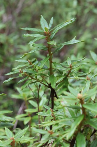 Rhododendron tolmachevii, photograph 5