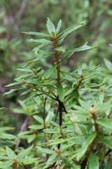 Rhododendron tolmachevii