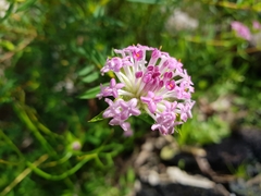 Pimelea rosea