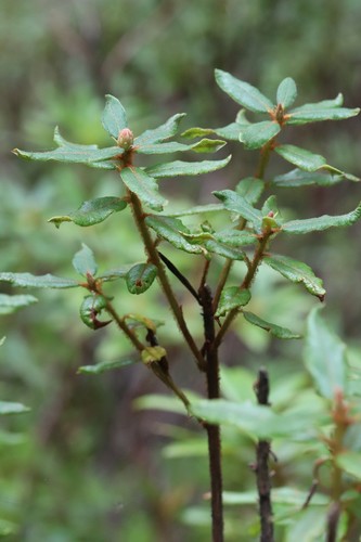 Rhododendron tolmachevii, photograph 6
