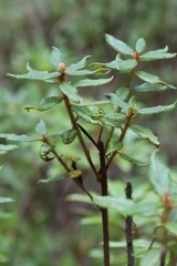 Rhododendron tolmachevii