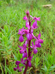 Anacamptis laxiflora