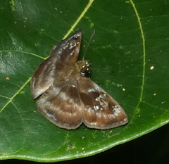 Quadrus cerialis