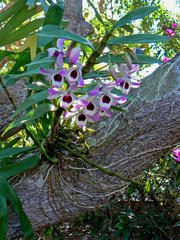 Dendrobium nobile