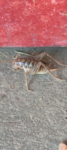 Plains camel cricket photo 2