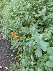 Impatiens capensis