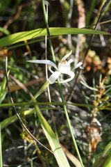 Caladenia hirta