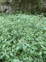 Impatiens capensis