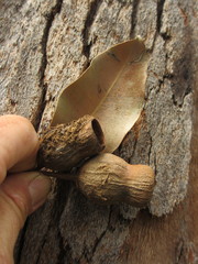 Corymbia calophylla