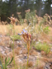 Lobelia comosa comosa