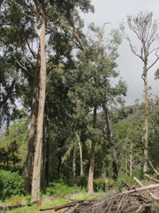 Corymbia calophylla