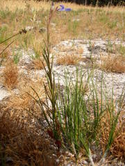 Lobelia comosa comosa