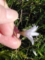 Ixia capillaris