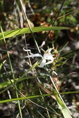 Caladenia hirta