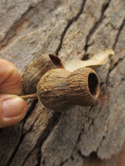 Corymbia calophylla