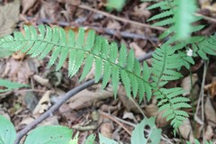 Polystichum subtripteron