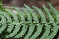Polystichum subtripteron