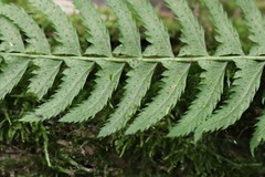 Polystichum subtripteron