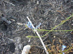 Lobelia comosa comosa