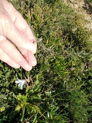 Ixia capillaris