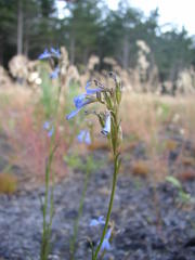 Lobelia comosa comosa