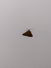 Pechipogo plumigeralis