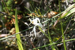 Caladenia hirta