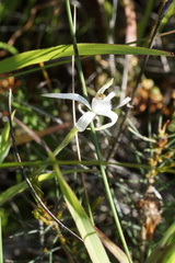 Caladenia hirta