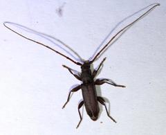 Pelossus obscurus