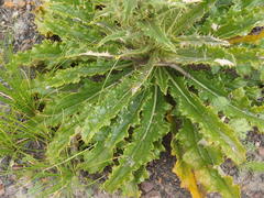Berkheya carlinoides