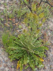 Berkheya carlinoides