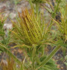 Berkheya carlinoides