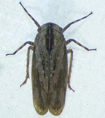 Poblicia texana
