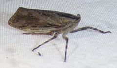Poblicia texana