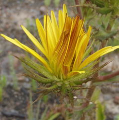 Berkheya carlinoides